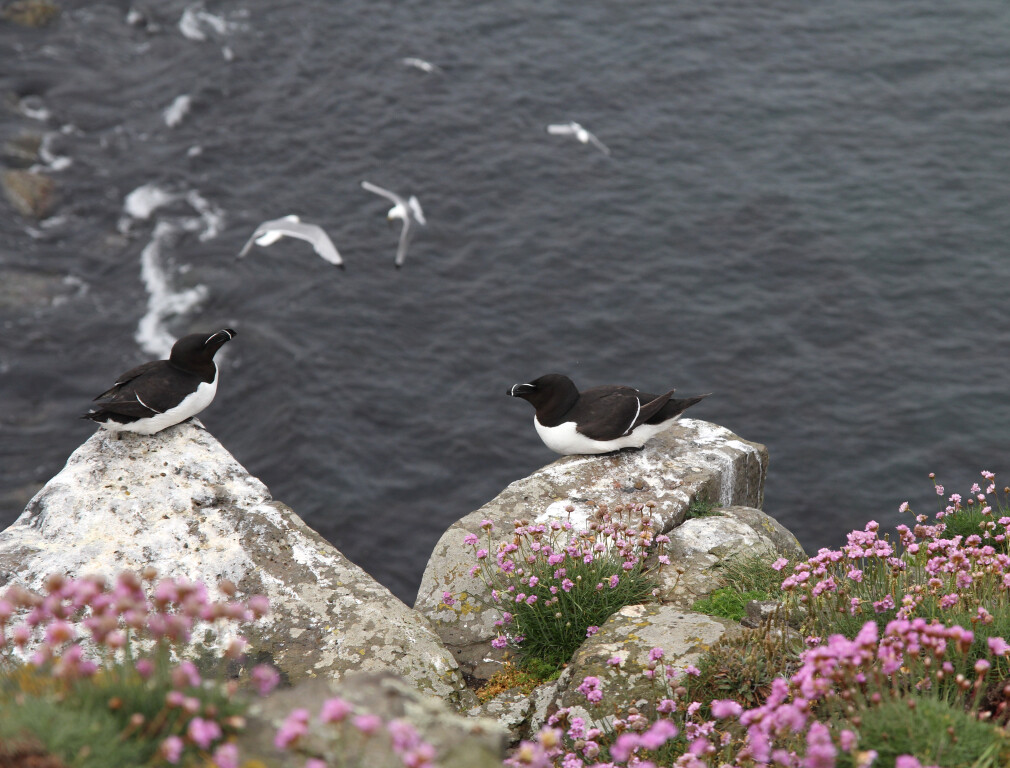 Razor Bills, Dunstanburgh Castle, Northumberland